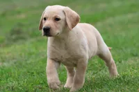 Golden Touch AKC , a female Labrador Retriever for sale in Grand Rapids, MI – 4 of 5