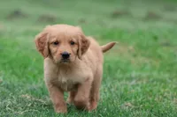 Mitch AKC , a male Golden Retriever for sale in Grand Rapids, MI – 5 of 5