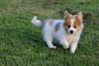 Flame, a male Pomeranian for sale in Grand Rapids, MI – 4 of 5