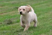 Fetch AKC , a male Labrador Retriever for sale in Grand Rapids, MI – 2 of 5