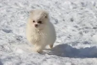 Wispy AKC , a male Pomeranian for sale in Grand Rapids, MI – Photo 2 of 4