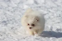 Wispy AKC , a male Pomeranian for sale in Grand Rapids, MI – Photo 4 of 4