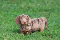 Milky Way Girl, a female Miniature Dachshund for sale in Grand Rapids, MI – 3 of 6