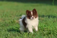 Milly, a female Pomeranian for sale in Grand Rapids, MI – 5 of 7