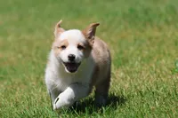 Bull , a male Pembroke Welsh Corgi for sale in Grand Rapids, MI – 3 of 4