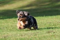 Sky, a male Australian Shepherd and Bernese Mountain Dog for sale in Grand Rapids, MI – 6 of 7
