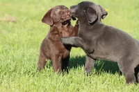 Koala AKC, a female Labrador Retriever for sale in Grand Rapids, MI – Photo 2 of 5