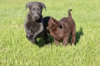 Koala AKC, a female Labrador Retriever for sale in Grand Rapids, MI – Photo 5 of 5