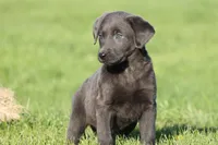 Koala AKC, a female Labrador Retriever for sale in Grand Rapids, MI – Photo 3 of 5