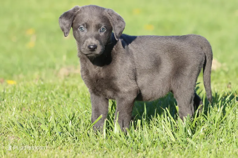 Koala AKC – Labrador Retriever puppy for sale in Grand Rapids, MI