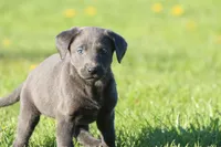 Koala AKC, a female Labrador Retriever for sale in Grand Rapids, MI – Photo 4 of 5