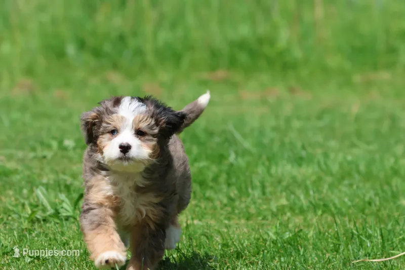 Blueberry Cheesecake – Bernedoodle, Miniature Bernedoodle puppy for sale in Grand Rapids, MI