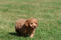 Bennie , a male Miniature Goldendoodle for sale in Grand Rapids, MI – 4 of 5