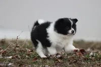 Joker, a male Pomeranian for sale in Grand Rapids, MI – Photo 4 of 6