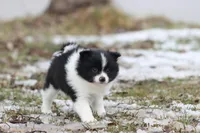 Joker, a male Pomeranian for sale in Grand Rapids, MI – Photo 3 of 6