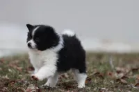 Joker, a male Pomeranian for sale in Grand Rapids, MI – Photo 2 of 6