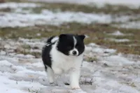 Joker, a male Pomeranian for sale in Grand Rapids, MI – Photo 1 of 6