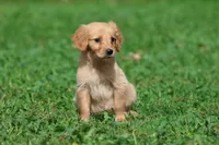 Cheerios AKC , a female Golden Retriever for sale in Grand Rapids, MI – 5 of 5