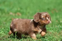Oscar , a male Dachshund and Miniature Dachshund for sale in Grand Rapids, MI – 5 of 7