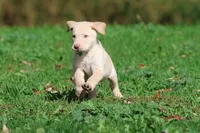 Butter AKC, a male Labrador Retriever for sale in Grand Rapids, MI – 2 of 6