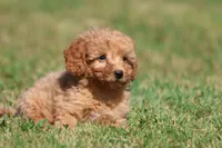 Barkley , a male Miniature Goldendoodle for sale in Grand Rapids, MI – 5 of 5