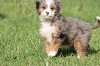 Lollipop, a female Bernedoodle and Miniature Bernedoodle for sale in Grand Rapids, MI – 4 of 4