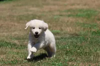 Frosty , a male Golden Retriever and English Cream Golden Retriever for sale in Grand Rapids, MI – 4 of 7