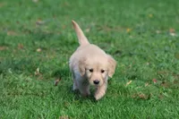 Buttercup AKC, a female Golden Retriever for sale in Grand Rapids, MI – 4 of 6