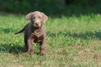 Lavender AKC , a female Labrador Retriever for sale in Grand Rapids, MI – 5 of 5