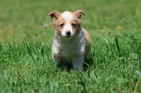 Snickerdoodles, a male Pembroke Welsh Corgi for sale in Grand Rapids, MI – 2 of 5
