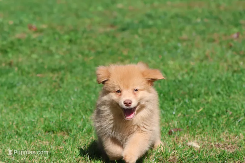 Bounce – Pomeranian, Toy Australian Shepherd puppy for sale in Grand Rapids, MI