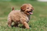 Smiles , a male Miniature Goldendoodle for sale in Grand Rapids, MI – 5 of 6