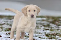 Sprite AKC, a male Labrador Retriever for sale in Grand Rapids, MI – Photo 4 of 5