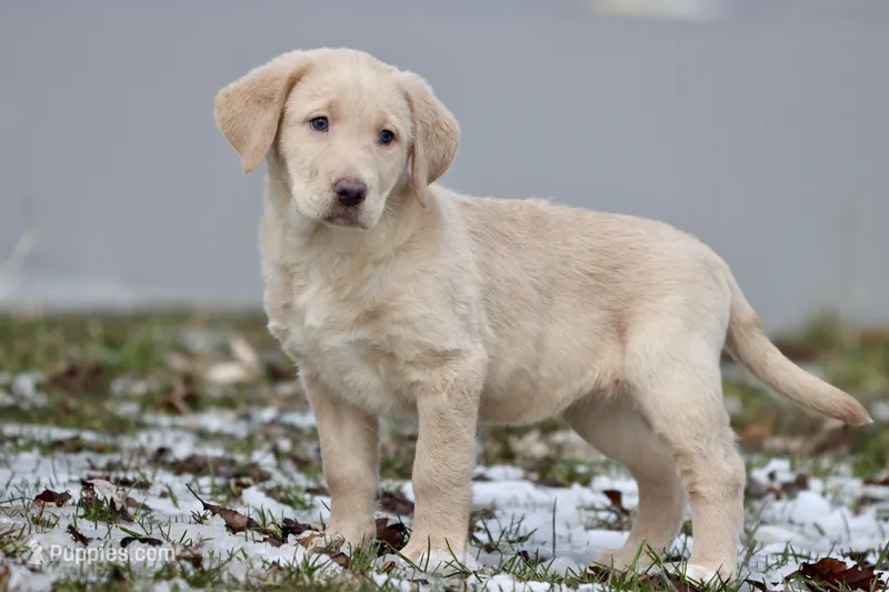 Sprite AKC – Labrador Retriever puppy for sale in Grand Rapids, MI