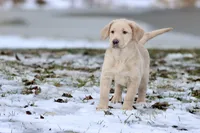 Sprite AKC, a male Labrador Retriever for sale in Grand Rapids, MI – Photo 3 of 5