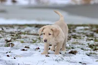 Sprite AKC, a male Labrador Retriever for sale in Grand Rapids, MI – Photo 5 of 5