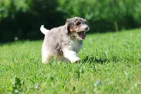 Blueberry Muffins , a male Miniature Bernedoodle for sale in Grand Rapids, MI – 5 of 5