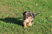 Sky, a male Australian Shepherd and Bernese Mountain Dog for sale in Grand Rapids, MI – 4 of 7