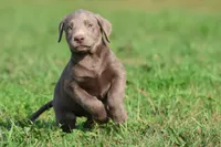 T-Rex AKC , a male Labrador Retriever for sale in Grand Rapids, MI – 4 of 4
