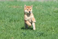 Mr Miyagi, a male Shiba Inu for sale in Grand Rapids, MI – Photo 4 of 7