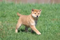 Mr Miyagi, a male Shiba Inu for sale in Grand Rapids, MI – Photo 7 of 7