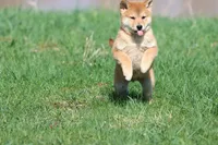 Mr Miyagi, a male Shiba Inu for sale in Grand Rapids, MI – Photo 2 of 7