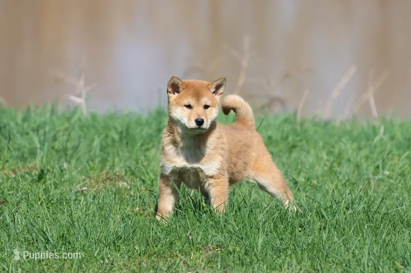 Mr Miyagi – Shiba Inu puppy for sale in Grand Rapids, MI