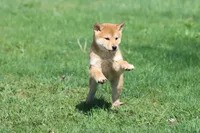 Mr Miyagi, a male Shiba Inu for sale in Grand Rapids, MI – Photo 5 of 7