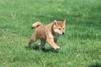 Mr Miyagi, a male Shiba Inu for sale in Grand Rapids, MI – Photo 6 of 7