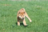 Mr Miyagi, a male Shiba Inu for sale in Grand Rapids, MI – Photo 3 of 7