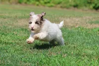 Cleopatra , a female Bernedoodle and Miniature Bernedoodle for sale in Grand Rapids, MI – 7 of 7