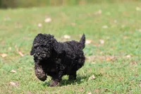 Rosco, a male Miniature Bernedoodle for sale in Grand Rapids, MI – 5 of 5