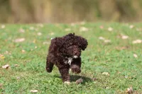 Dark Chocolate , a male Miniature Bernedoodle for sale in Grand Rapids, MI – 5 of 5