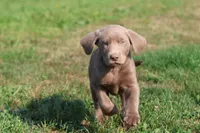 Brick AKC , a male Labrador Retriever for sale in Grand Rapids, MI – 3 of 5